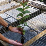 Tree Seedling Page_html_m397fe