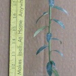 myrtifolia