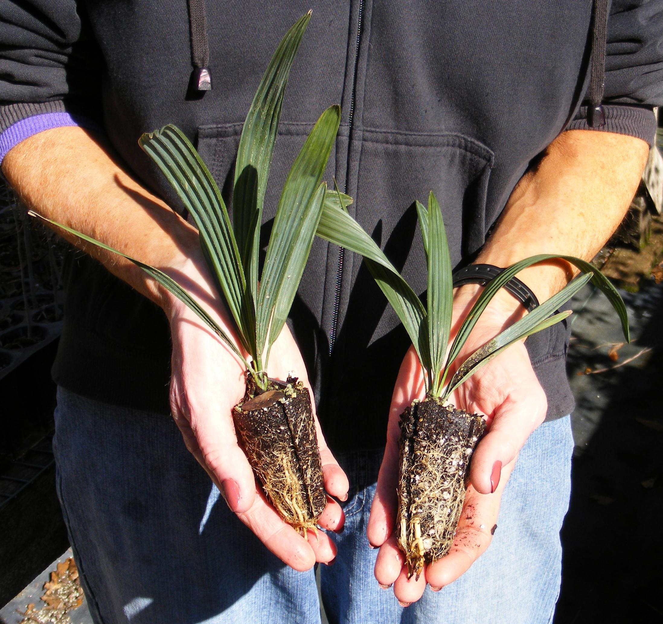 Sabal minor (dwarf palmetto, blue palmetto) - Urban Forestry Services